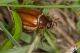 IMG_0348_Amphimallon_solstitiale.JPG