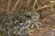 IMG_0393_Bufo_viridis.JPG