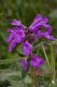 IMG_0360_Betonica_macrantha.JPG