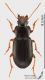 Ophonus_s.JPG