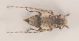 Comb0015_12r.jpg
