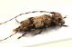Comb0023_17r.jpg