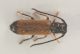 Comb0017_7r.jpg