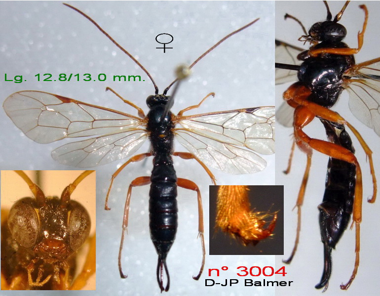 n° 3004 Apechthis compunctor F - Forum.jpg