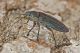 d5_3717_buprestide.jpg