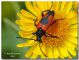20090612004303_Stictoleptura cordigera illyrica01_Croazia_Svilaja_Maovice_passo Lemes_ 854 m_1_VII_2008.jpg