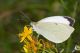 IMG_0645_Pieris_brassicae.jpg
