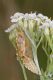 IMG_0522_Pieris_brassicae.jpg