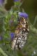IMG_0656_Polyphylla_olivieri.JPG