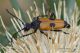 IMG_0683_Stictoleptura_tesserula.JPG