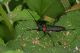 IMG_0664_Aromia_moschata_ambrosiaca.jpg