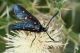 IMG_0689_Zygaena_ephialtes.jpg