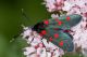 IMG_0690_Zygaena_ephialtes.jpg