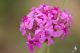 IMG_0514_Silene_compacta.jpg