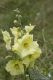IMG_0679_Alcea_rugosa.jpg