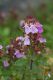 IMG_0631_Teucrium_nuchense.JPG