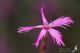 IMG_0721_Dianthus_orientale.jpg
