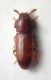 Palorus sp.jpg