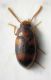 Alphitobius bifasciatus maschio.jpg