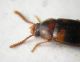 Alphitobius bifasciatus maschio particolare.jpg