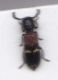tilloidea.jpg