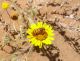 Merzouga_Croscherichia%20tigrinipennis.jpg