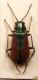 Malachius rubidus Erichson, 1840 .JPG