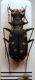 Lophyridia littoralis nemoralis (Olivier, 1790) .JPG