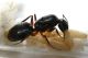 Camponotus.jpg
