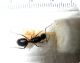 Camponotus2.jpg