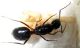 Camponotus3.jpg