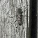 Chlorophorus sp. 9 mm. tor caldara 29.7.2012 (1).jpg