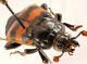 Comb0049_35r.jpg