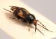 Comb0057_15r.jpg