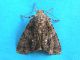 Acronicta_rumicis_casa_1.jpg