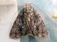Acronicta_rumicis_casa_2.jpg