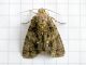 Acronicta_rumicis_casa_3.jpg
