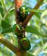 C. aeruginosa combattono su Salix1.jpg