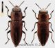 congregata sfondo forum.jpg