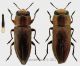 pseudocongregata sfondo forum.jpg
