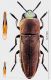 angustipennis forum.jpg