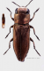 pumila sfondo forum pub.png