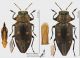Chrysobothris_affinis_s.jpg