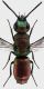 chrysis marocco sfondo forum.jpg
