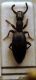Stenosis sp.JPG