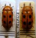 Tituboea biguttata (Olivier, 1791)female.JPG