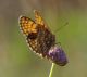 IMGP4911_FRIT1.JPG