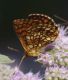 IMGP4783_Frit2.JPG