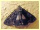 Noctuidae - Anela - 12.8.2011.JPG