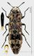 Agrilus desertus FORUM.jpg